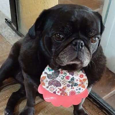 dog_2-400x400